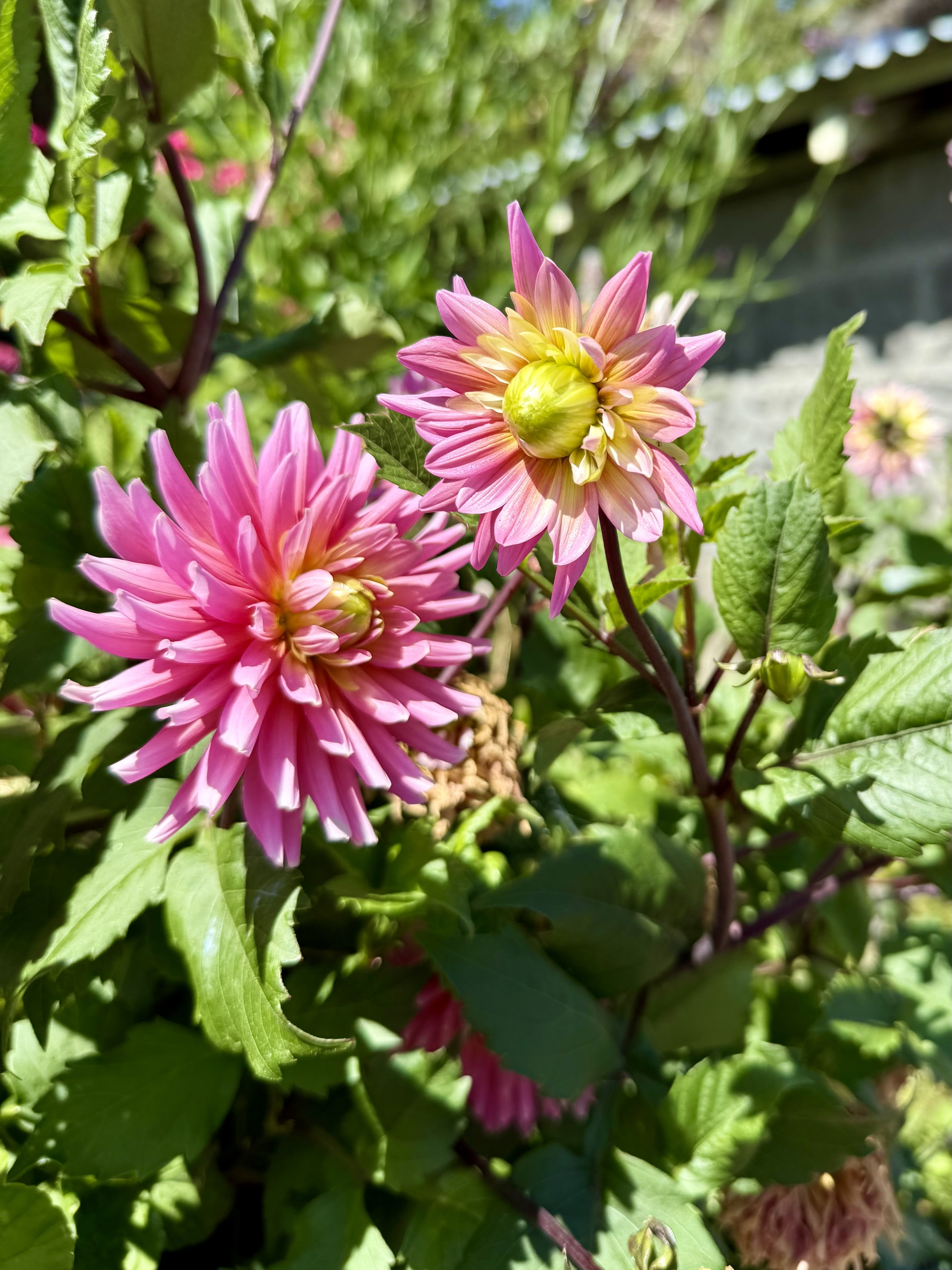 30 minute Guided Nature Walk, 45 minute Group Sound Bath - Flyer