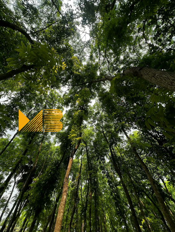 Think Like a Forest: Ben Rawlence in Conversation - Flyer